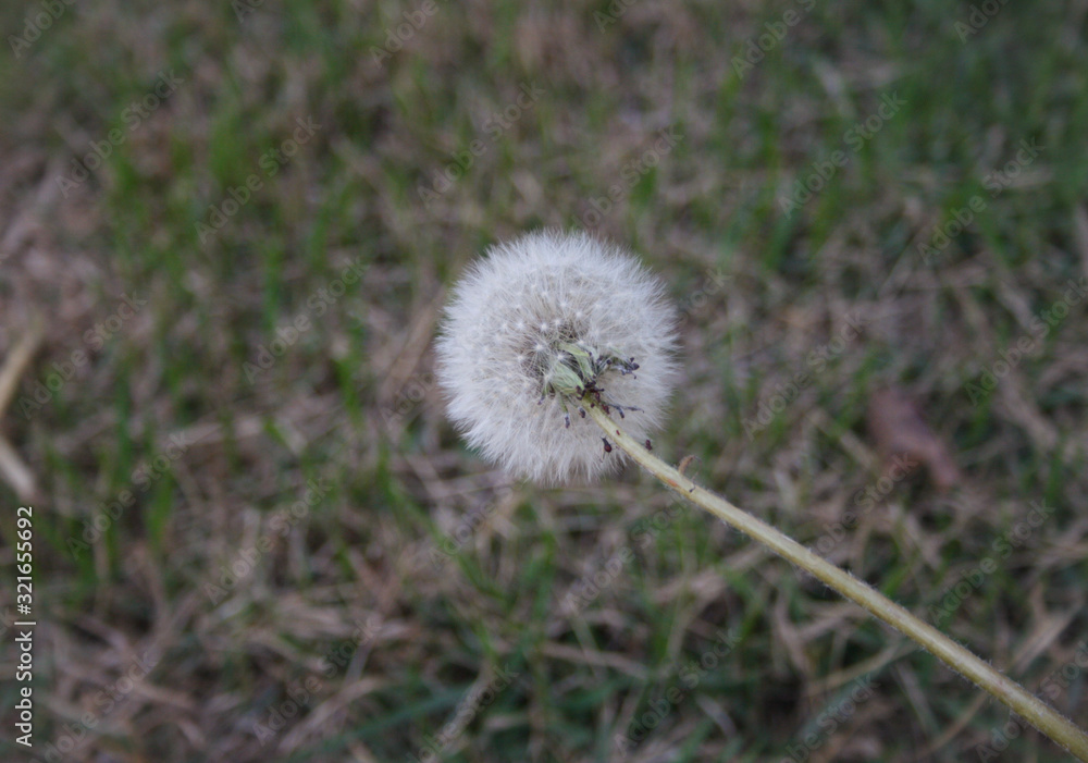 Dandelion in a garden. Dandelion in a garden.