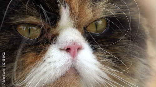 closeup eye looking of persian cat fluffy pet indoor animal