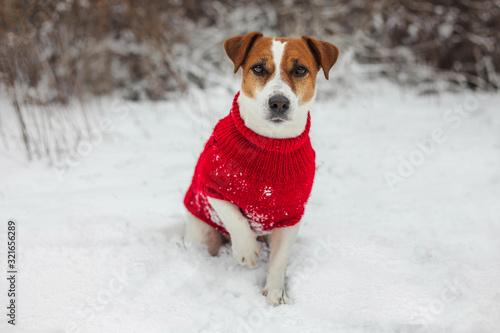 Fototapeta Naklejka Na Ścianę i Meble -  Dog portrait jack russell sitting in snow  winter