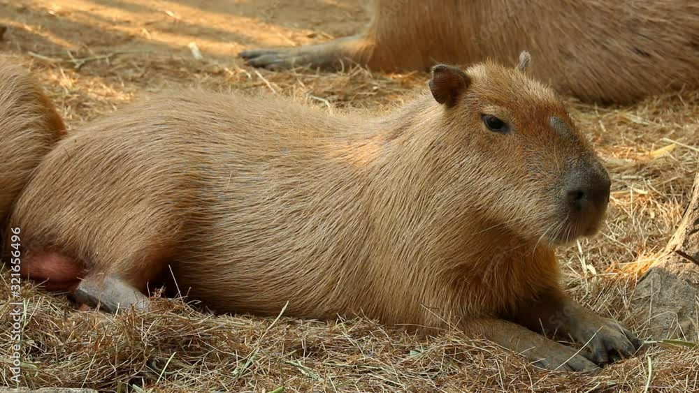 capybara laying on ground, Chiangmai Thailand capybara laying on ground, Chiangmai Thailand