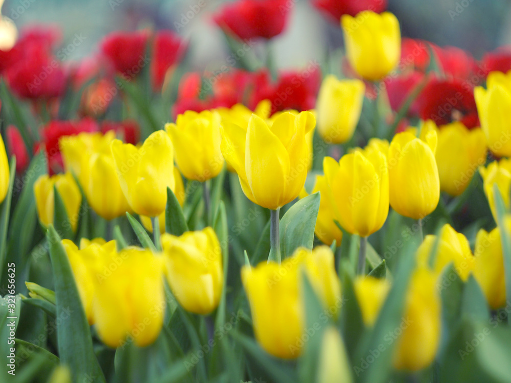 tulip garden blooming on season and filed fill full colorfull of flower tulip garden blooming on season and filed fill full colorfull of flower