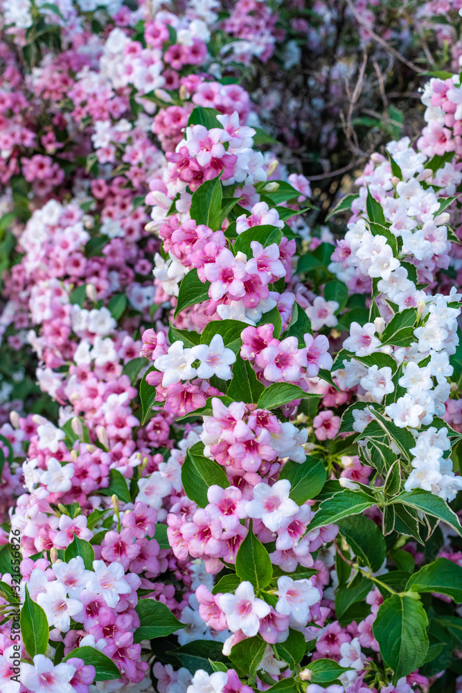 Blooming Weigela bush with pink and white flowers. Blooming Weigela bush with pink and white flowers.