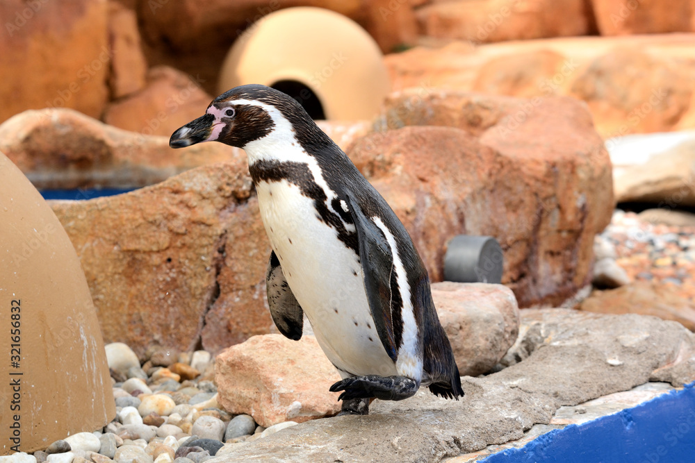 Naklejka premium The Humboldt penguin (Spheniscus humboldti) bird of the penguin family with a black beak living mainly in Chile and Peru.