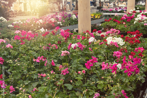 Soft focus purple, pink and white Pelargonium flower in pot with sunshine, garden flower shop.