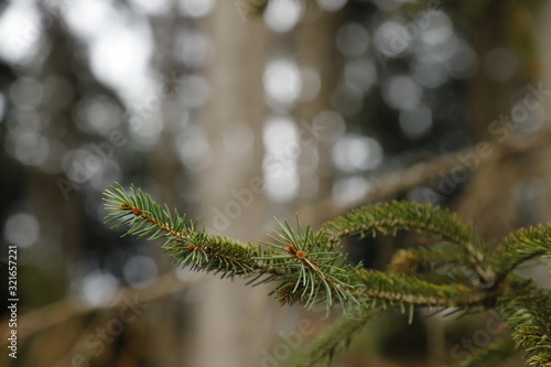 pine tree branch