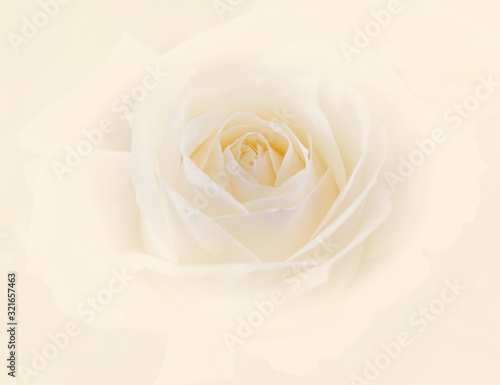 pale white rose flower close up, soft and airy romantic background