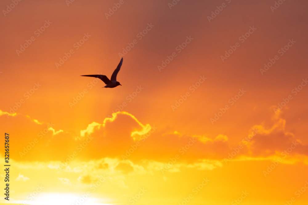 sunrise with flying bird