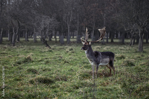 Fototapeta Naklejka Na Ścianę i Meble -  deer on madow