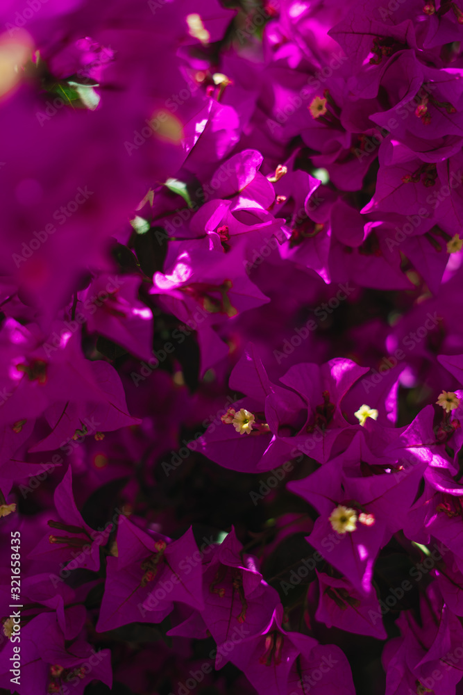 Beautiful pink and yellow spring flowers Beautiful pink and yellow spring flowers