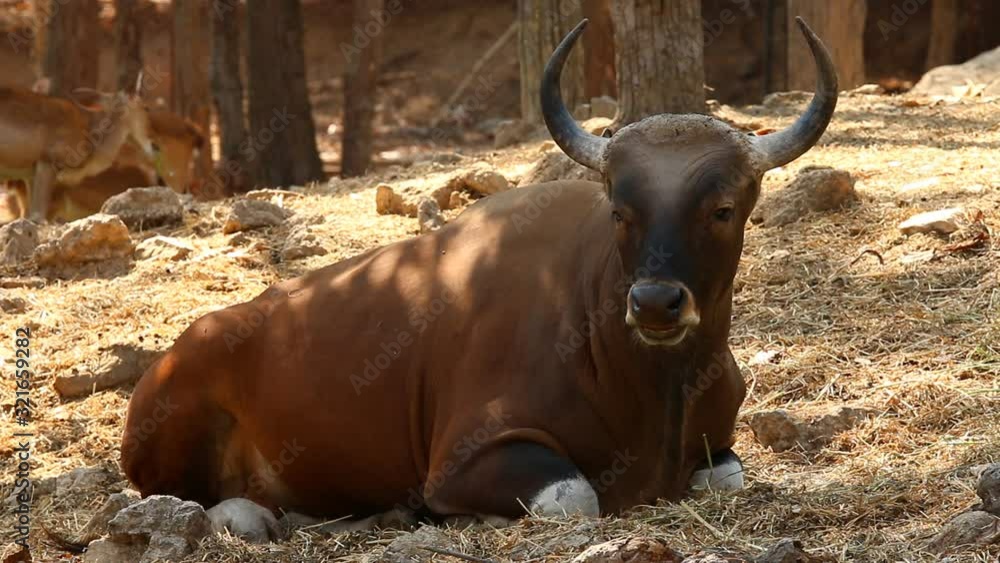 Thai red bull laying down on the ground , out door Chiangmai Thailand Thai red bull laying down on the ground , out door Chiangmai Thailand