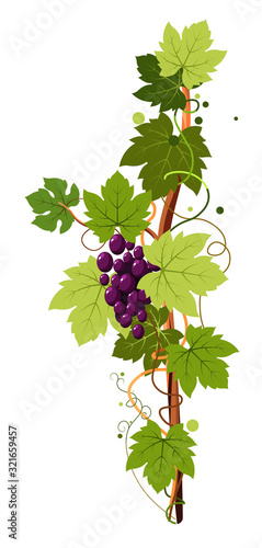 Vine vertical twig isolated icon, grape bunch