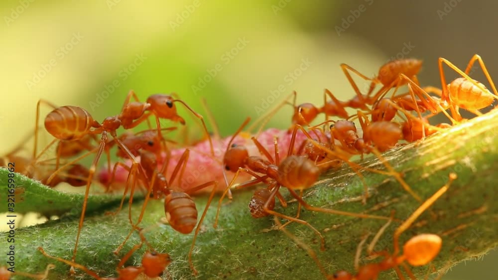 Ants biting and pulling worm on tree branch, outdoor Chiangmai Thailand Ants biting and pulling worm on tree branch, outdoor Chiangmai Thailand