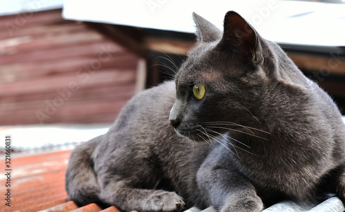 Cute black cat is on a zinc roof