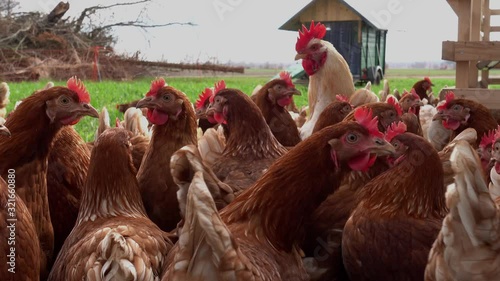 Selbstvermarktung von Bio-Eier,  Kamerafahrt durch eine große Schar freilaufender Legehennen