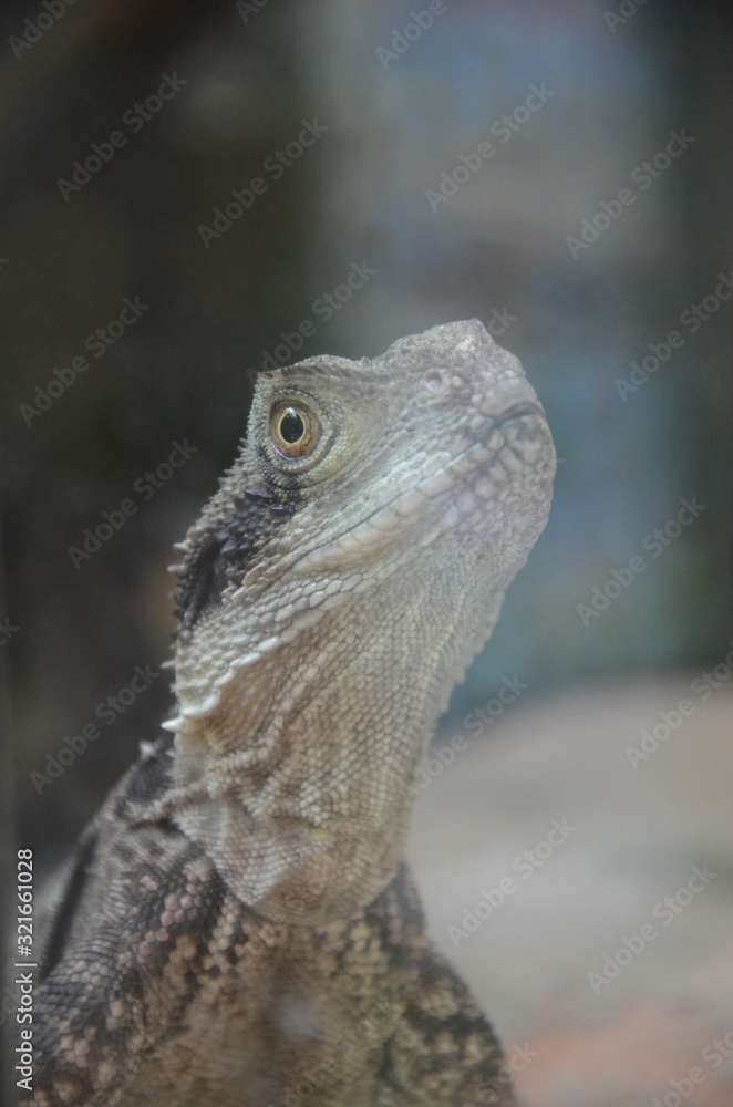 Obraz premium Australian native Jacky Dragon lizard, Amphibolurus muricatus