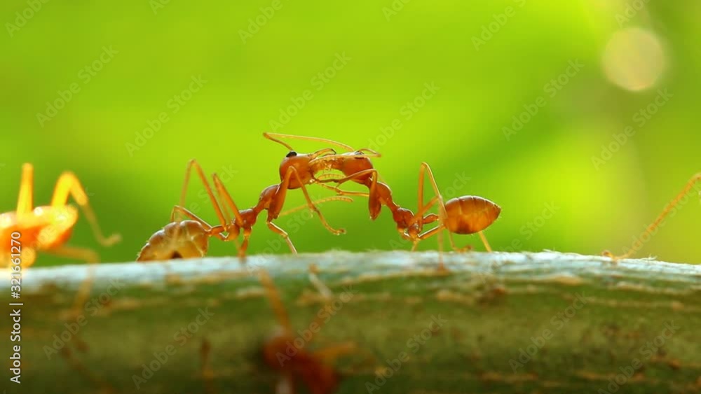 Ants touching each other on tree branch, outdoor Chiangmai Thailand Ants touching each other on tree branch, outdoor Chiangmai Thailand