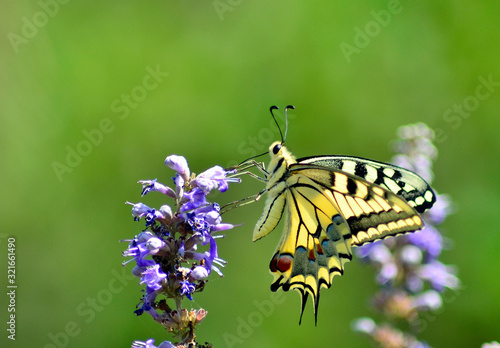 butterfly on a flower in the garden