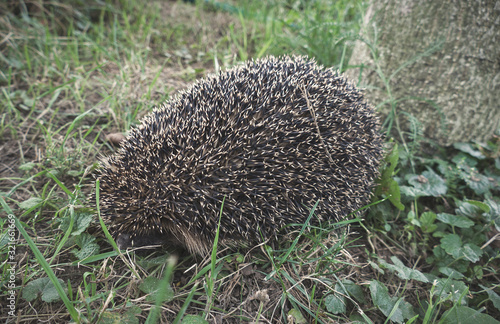 West European hedgehog (Erinaceus europaeus)hiding in the grass. Common hedgehog in garden at autumn