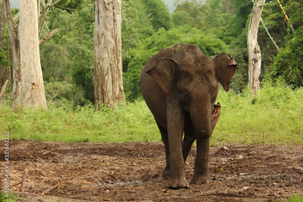 A wild Asiatic Elephant in India