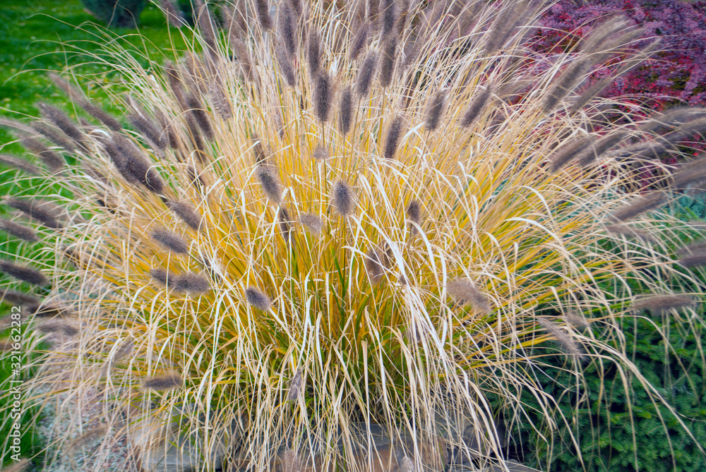 Ornamental grass in the yard in summer Ornamental grass in the yard in summer