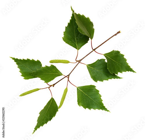 Twig of birch with buds