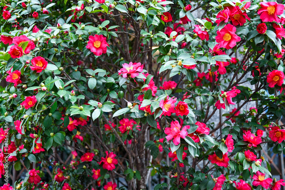 Blooming plant of Camellia sasanqua, an evergreen shrub with glossy green foliage and fragrant single flowers from white to deep pink, produced extremely early in the season, Turin, Piedmont, Italy