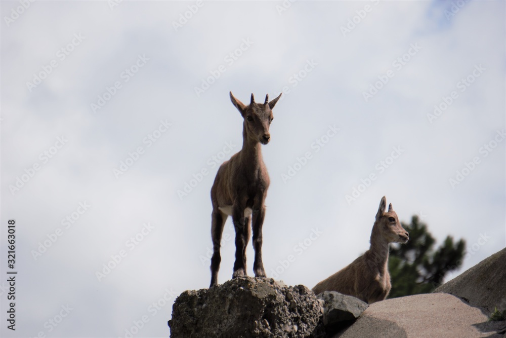 Little mountain goats standing on grey rocks Little mountain goats standing on grey rocks