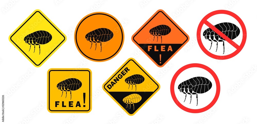 Flea danger sign. Isolated flea on white background