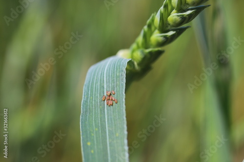 Colony of aphids on a wheat leaf