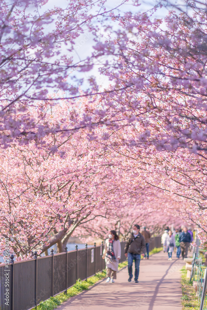 Kawazu sakura (Cherry blossom) festival, KAwazu Town, Shizuoka, Japan Kawazu sakura (Cherry blossom) festival, KAwazu Town, Shizuoka, Japan