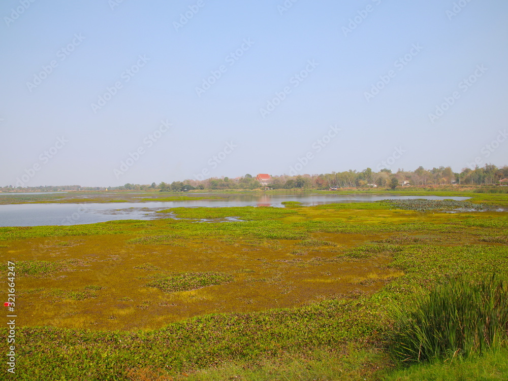 Lush Green Marsh Land in Khon Kaen Essan Thailand with a nice river flowing though the tall grass and water lillies