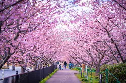 Kawazu sakura (Cherry blossom) festival, KAwazu Town, Shizuoka, Japan