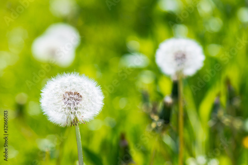 white fluffy dandelions in the grass. beautiful nature background