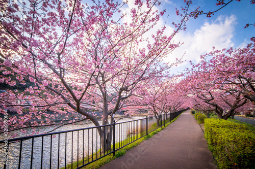Kawazu sakura (Cherry blossom) festival, KAwazu Town, Shizuoka, Japan photo