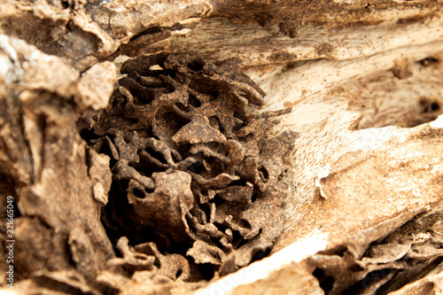 closeup nest termite in wood