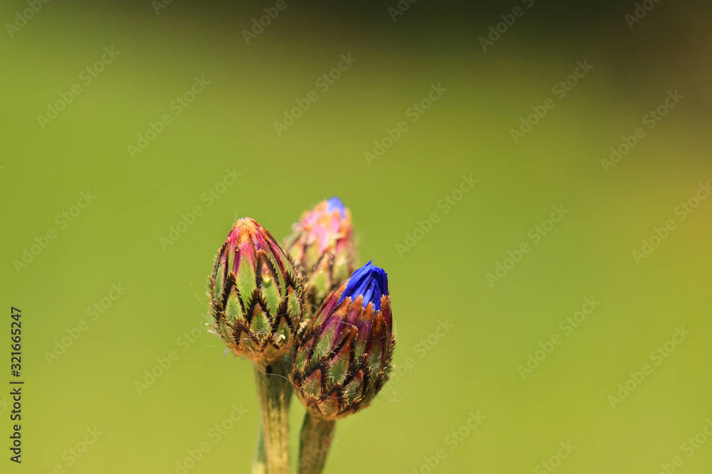 Centaurea cyanus cornflower buds on green background, wildflower Centaurea cyanus cornflower buds on green background, wildflower