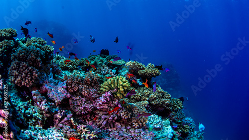 Photography Tropical reef fish swimming over the reef