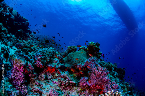 Fototapeta Naklejka Na Ścianę i Meble -  Tropical fish swimming over the reef in Fiji