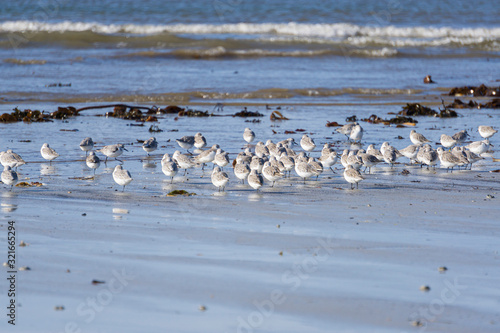 les oiseaux sur la plage