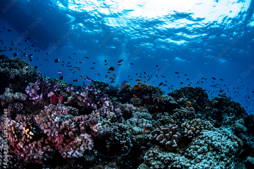Obraz premium Scuba diving on a reef in Fiji