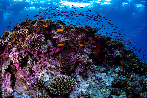 Fotografie Scuba diving on a reef in Fiji