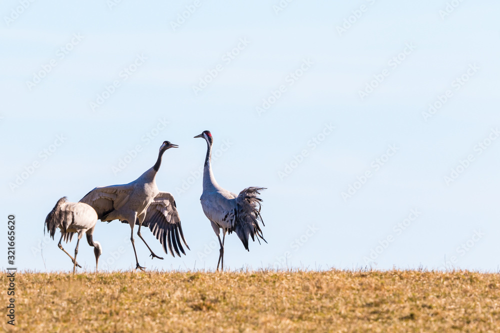 Fototapeta premium Jumping crane in the spring against the sky