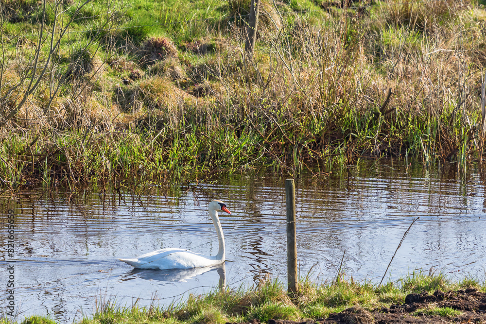 Mute swan swimming in the river in spring Mute swan swimming in the river in spring