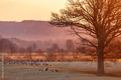 Beautiful dawn light with Cranes on a meadow in the countryside © Lars Johansson
