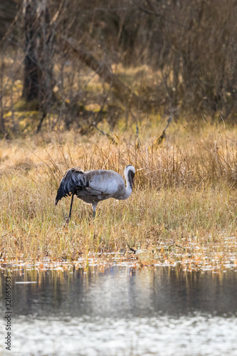 Crane as the waters edge on the marsh