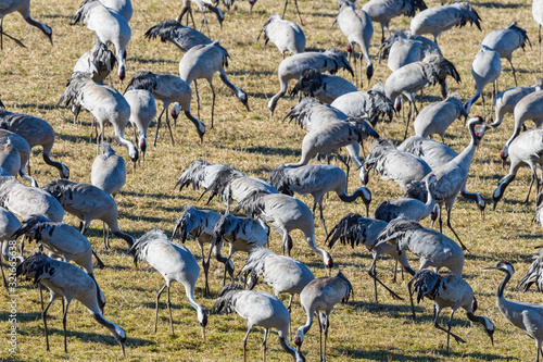 Flock of cranes in spring photo