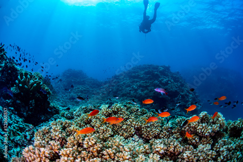 A diver swimming over a sunny coral reef with anthias fish