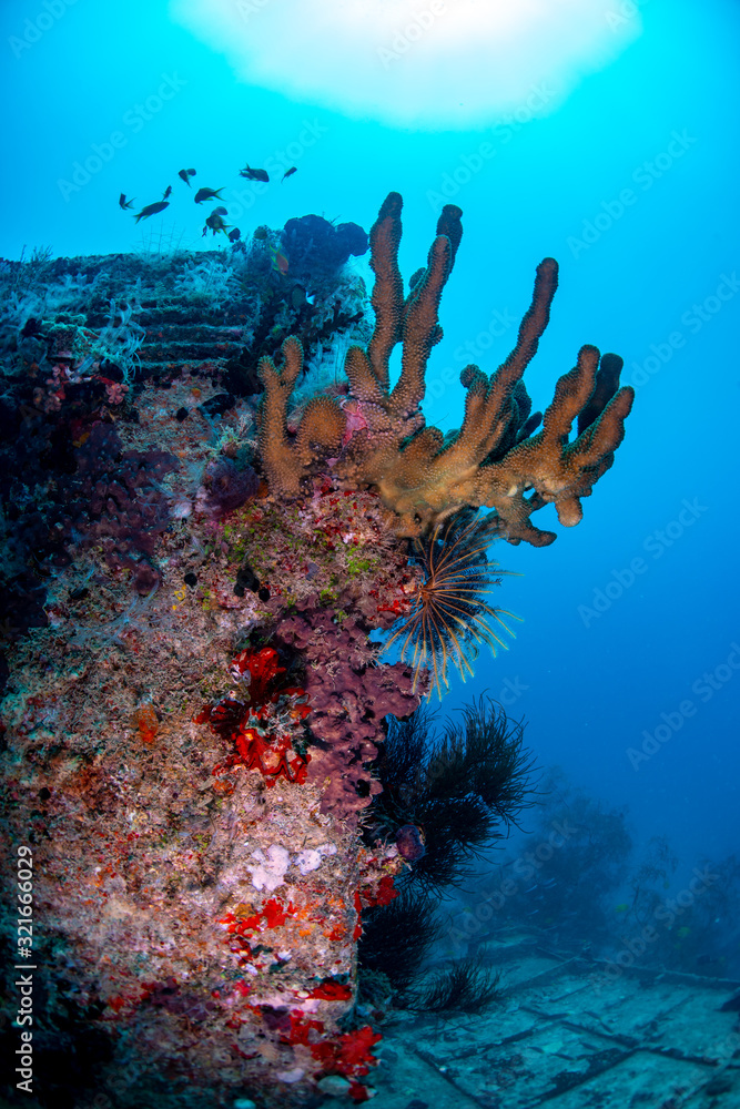 Fototapeta premium Scuba diving on a ship wreck in fiji