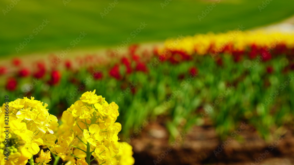 寒咲ナノハナ Stock Photo Adobe Stock