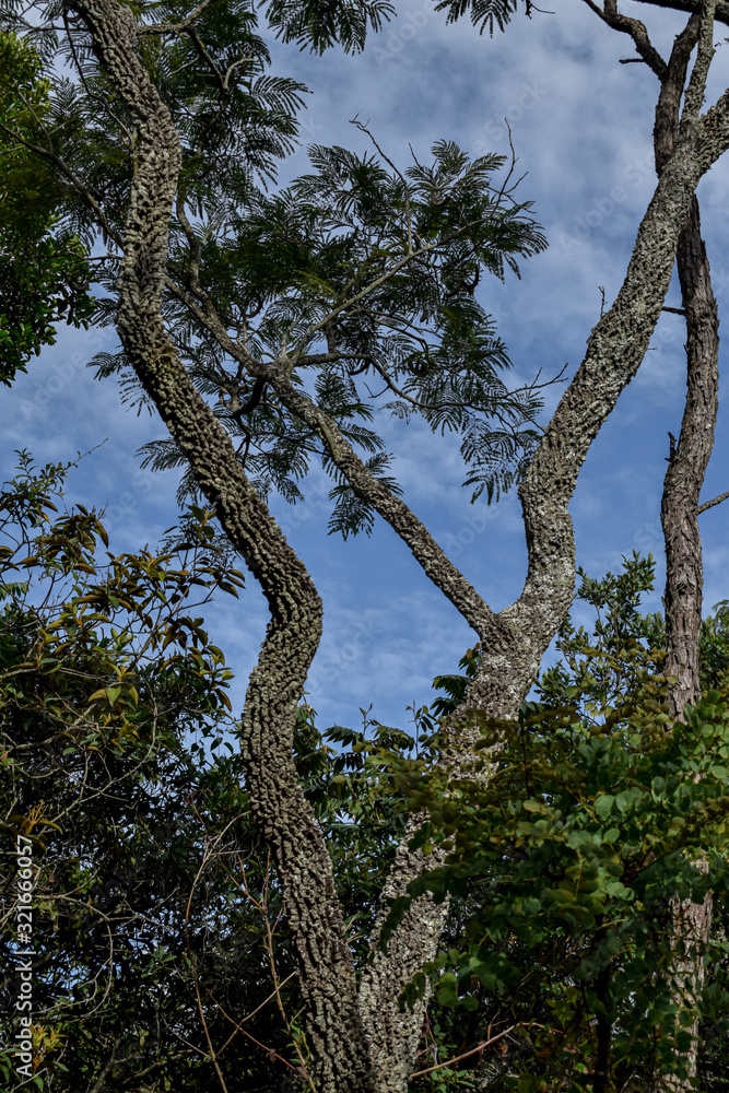 Fototapeta premium Tronco recurvo e áspero de árvore do cerrado